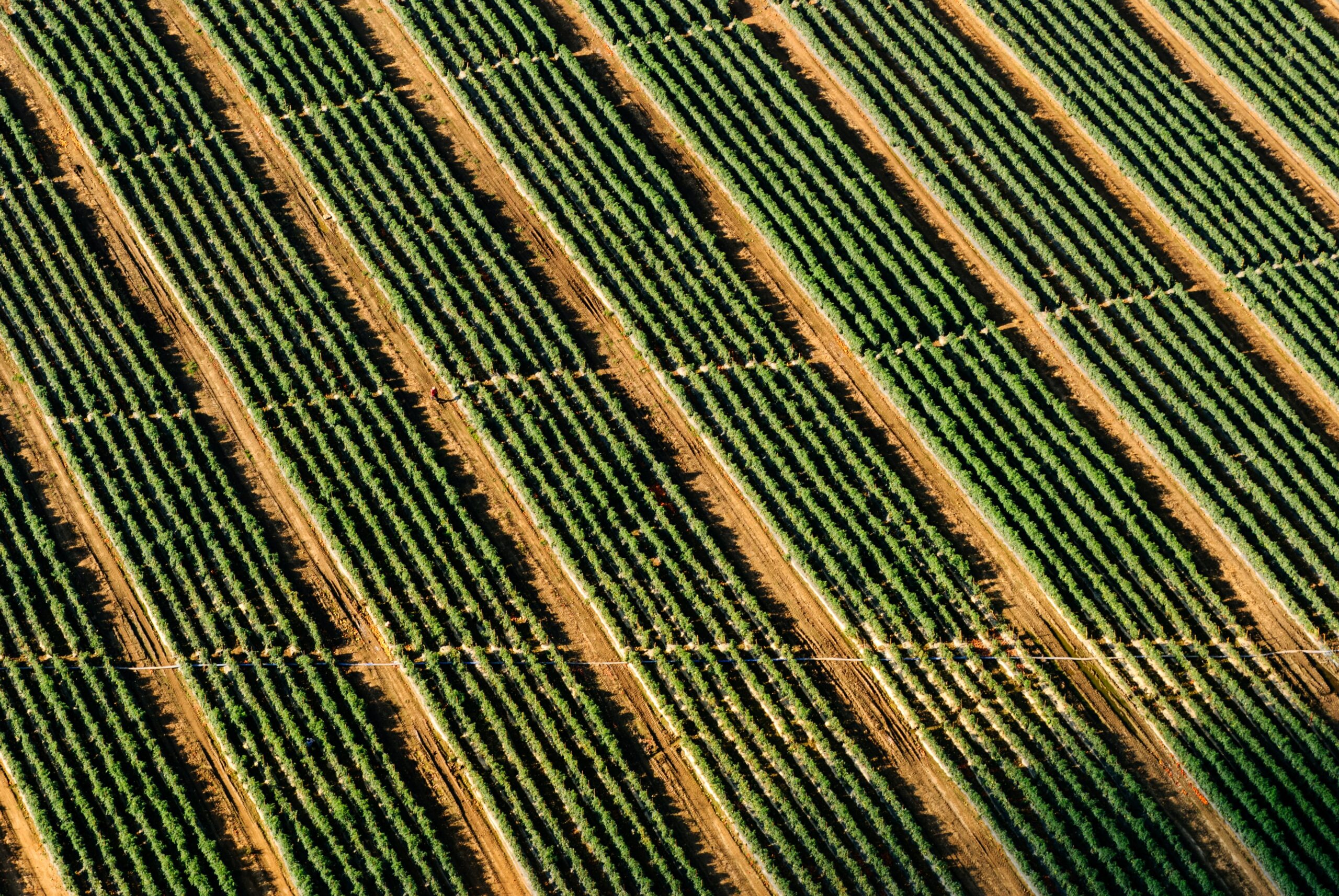 Agricoltura sostenibile, Bios Hydrogel migliora l’utilizzo del suolo agricolo