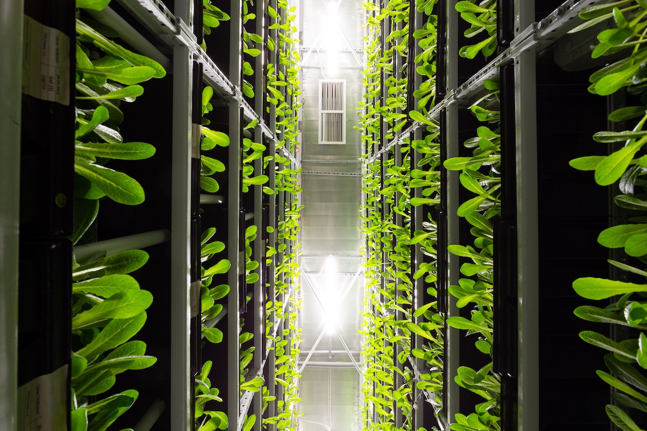 Vertical farming, APE sviluppa nuove tecnologie e processi