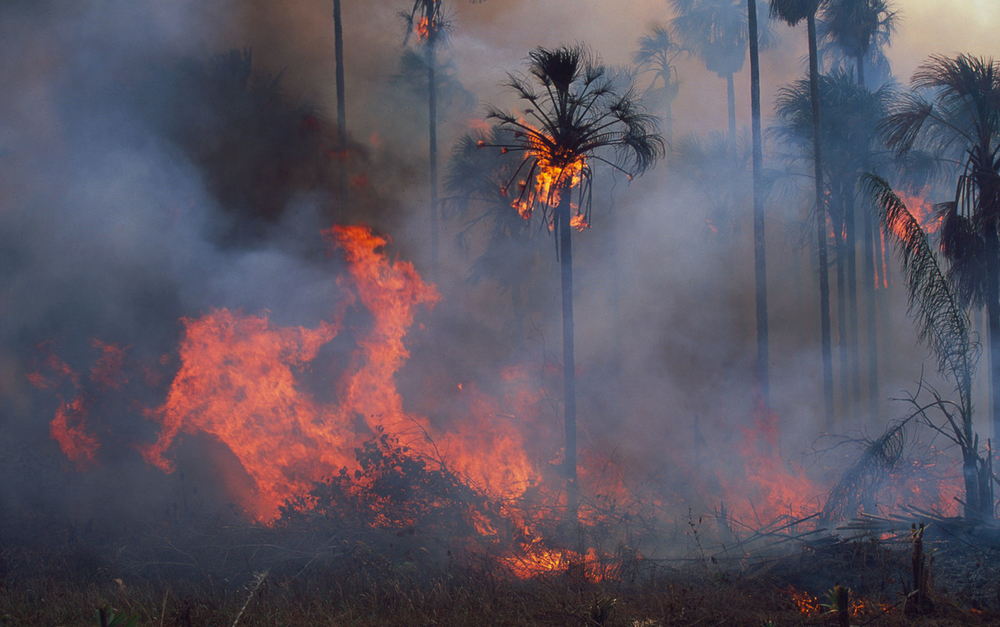 Emergenza Amazzonia, gli utenti di Satispay ‘top’:donano 56mila euro